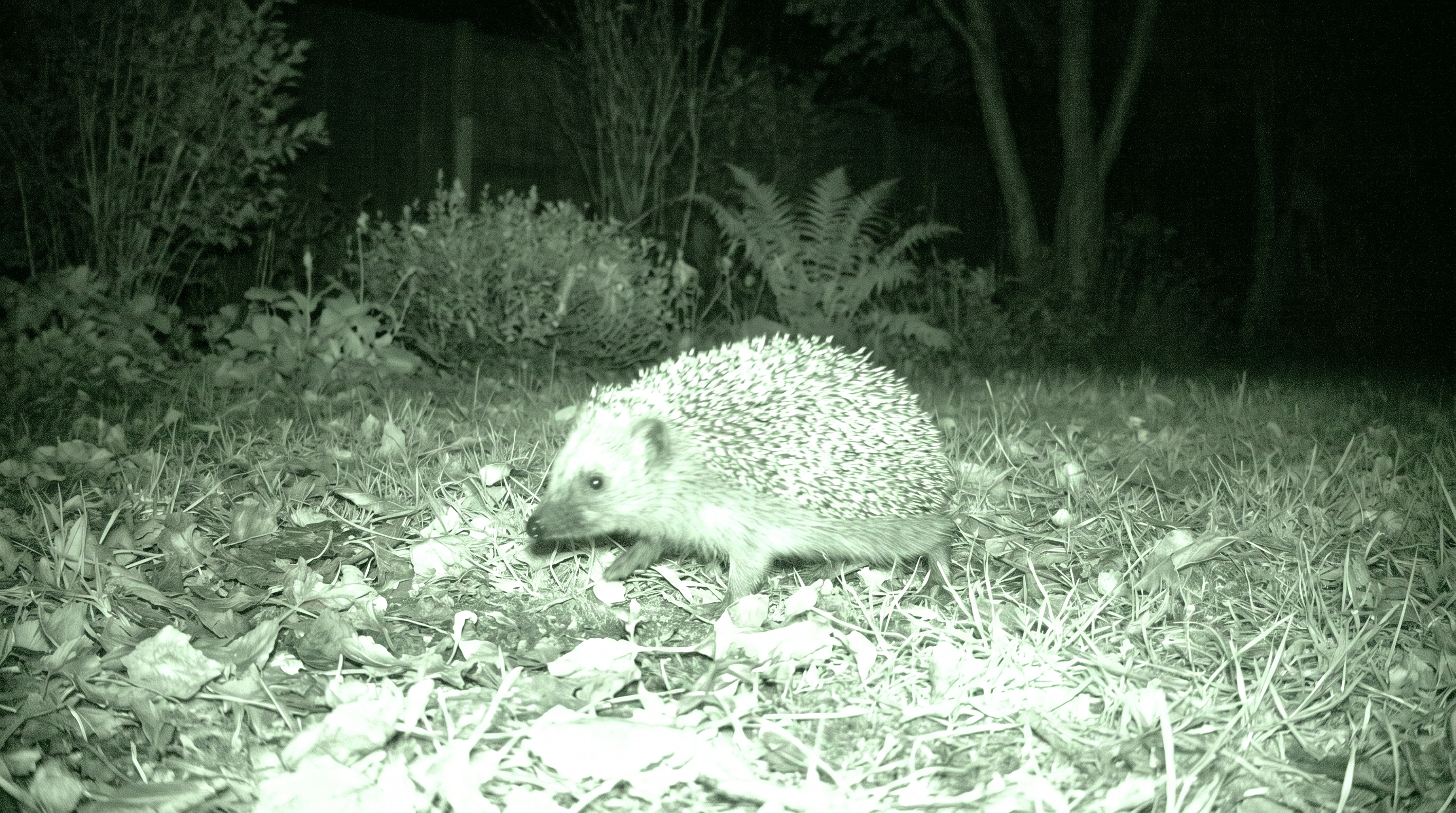 Trail-cam IR photo of a hedgehog crossing the garden at night